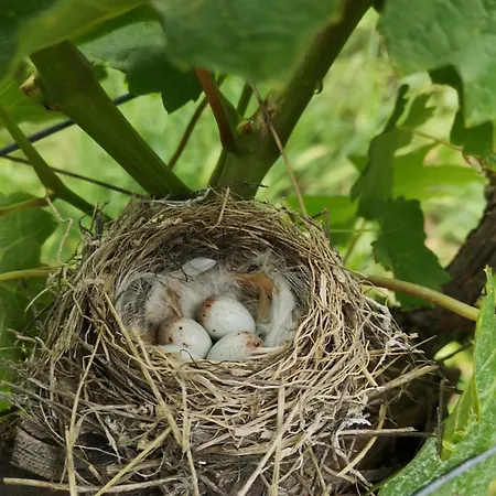 Barone Gr Macri Modi