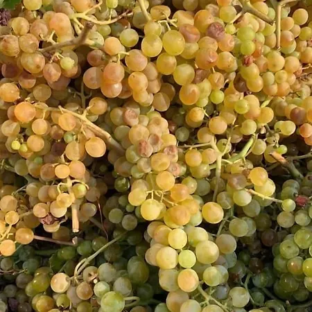 مزرعة للإقامة Barone Gr Macri Modi غيراتشه