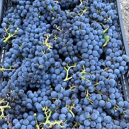 Barone Gr Macri Modi 팜스테이 게라스