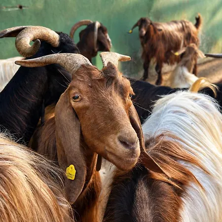 Vakantieboerderij Barone Gr Macri Modi