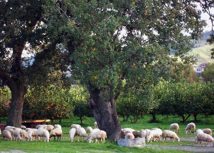 Barone Gr Macri Modi 农家乐 杰拉切