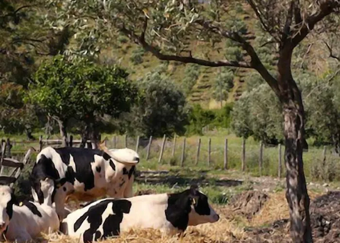 Alojamento de Turismo Rural Barone Gr Macri Modi