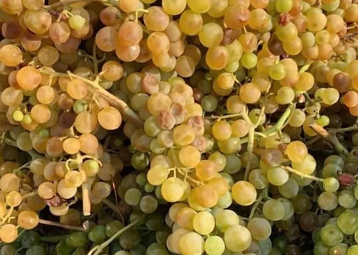 Alojamento de Turismo Rural Barone Gr Macri Modi Gerace