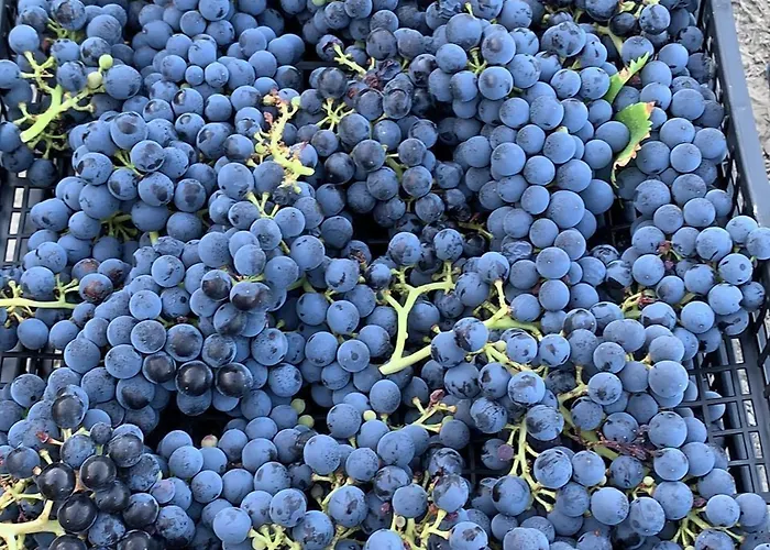 Barone Gr Macri Modi 农家乐 杰拉切